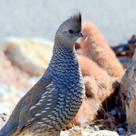 Blue quail