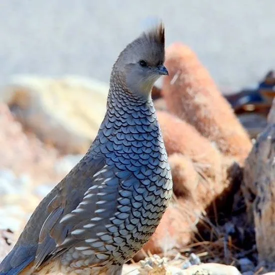 Blue quail